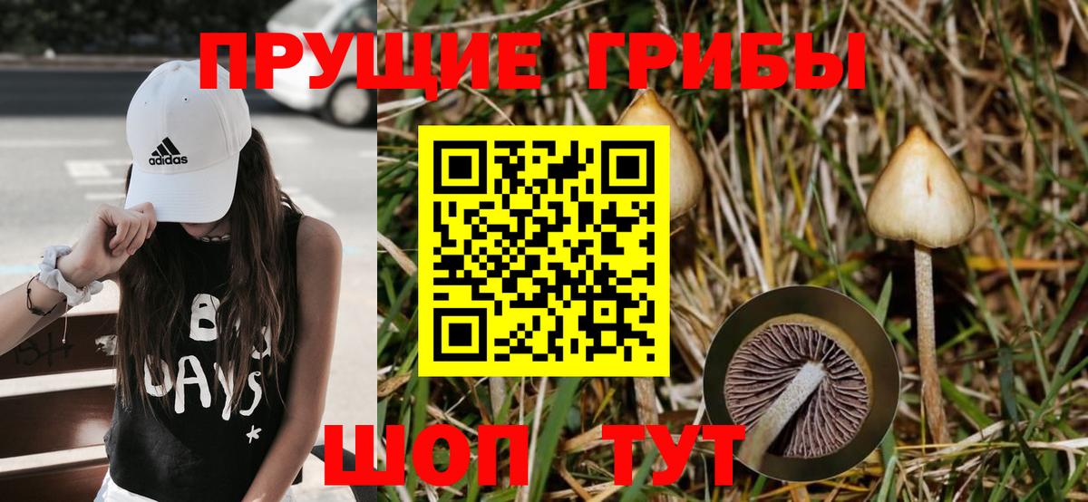 Галлюциногенные грибы Cubensis  Вход с VPN  Галлюциногенные грибы Psilocybine cubensis  Черногорск 